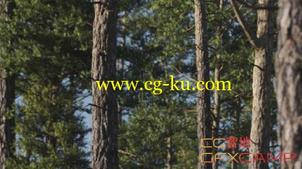 松树植物C4D模型 Gumroad - Vertex Trees - Scots Pine - 01的图片1