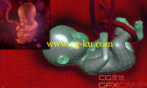 子宫婴儿3D模型 Turbosquid – Human Fetus MAX/Maya/OBJ/FBX的图片1