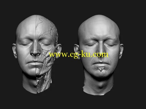3D Anatomical Model-Reference Collection的图片1