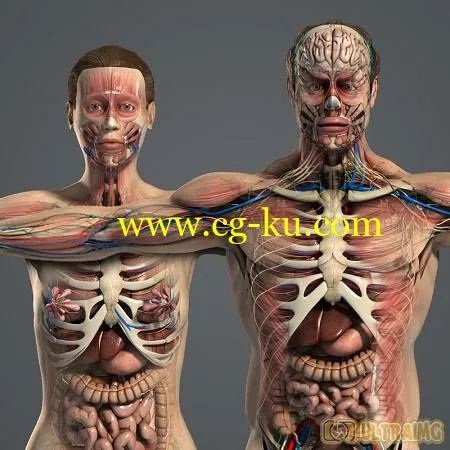 Turbosquid – plasticboy Male and Female Anatomy Complete Pack V05的图片1