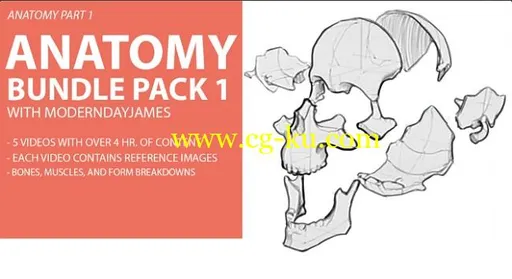 Gumroad – Anatomy Bundle Pack 1的图片1