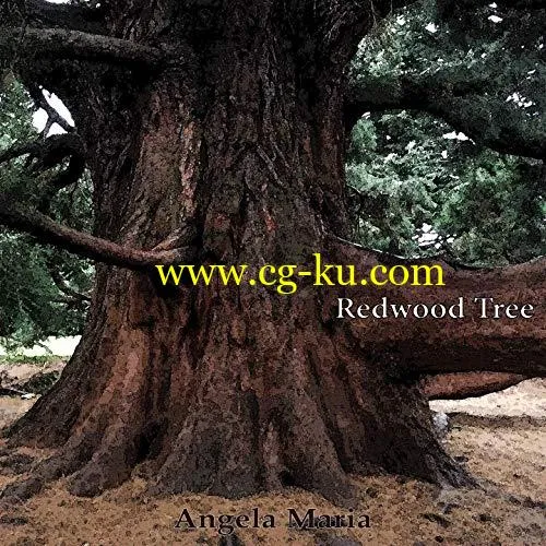 Angela Maria – Redwood Tree (2019) Flac的图片1