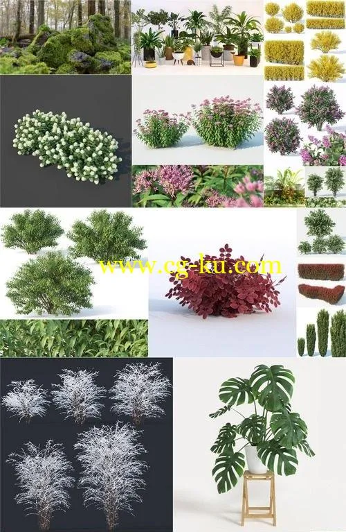 CGTrader – Plants 3D-Models Collection July 2019的图片1