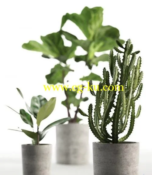 CGTrader – Cactus and Ficus in Pots 3D model的图片1