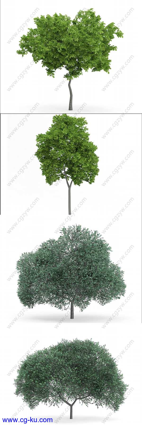 3D树木模型(C4D+C4D VRAY格式)CGAxis Models Volume 72 Trees IX的图片2