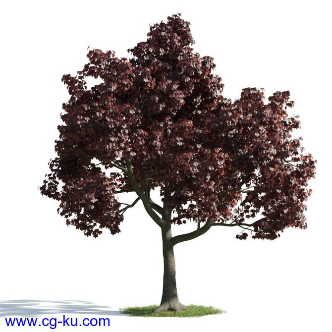 54个3D树木模型Evermotion Archmodels Vol. 176 – Trees的图片3