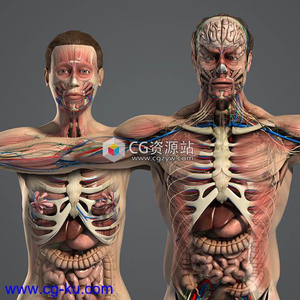 男女人体器官肌肉骨骼内脏精细解剖3D模型(C4D/Max/Maya)的图片1