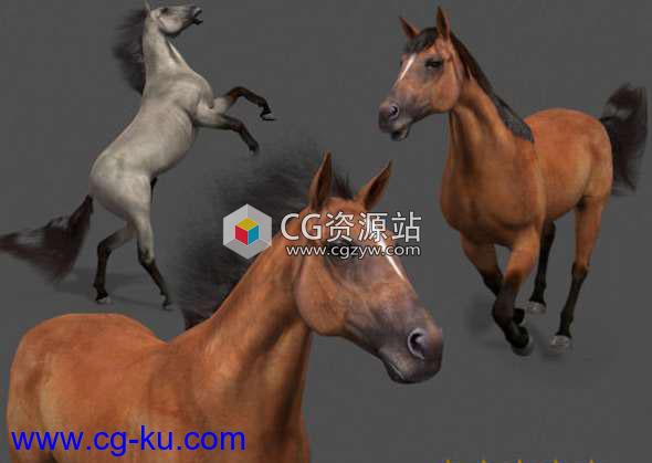 马3D模型 CGTrader – Ultimate Horse Collection – 3d model的图片1