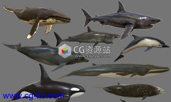 鲨鱼鲸鱼海豚3D模型 CGTrader – Big Fish Collection Low poly – Animated Low-poly 3D model的图片1