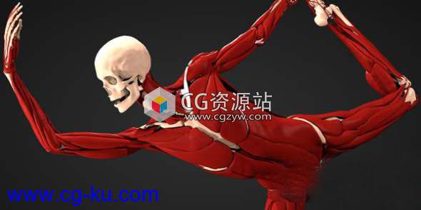 Maya医学人体肌肉骨骼模拟插件 Ziva Dynamics Ziva VFX v1.6.619 Win破解版的图片1