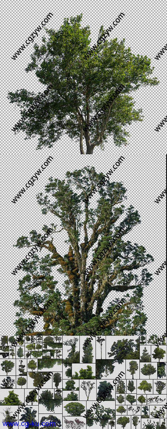 81组落叶树木PNG格式高清图片合集的图片1