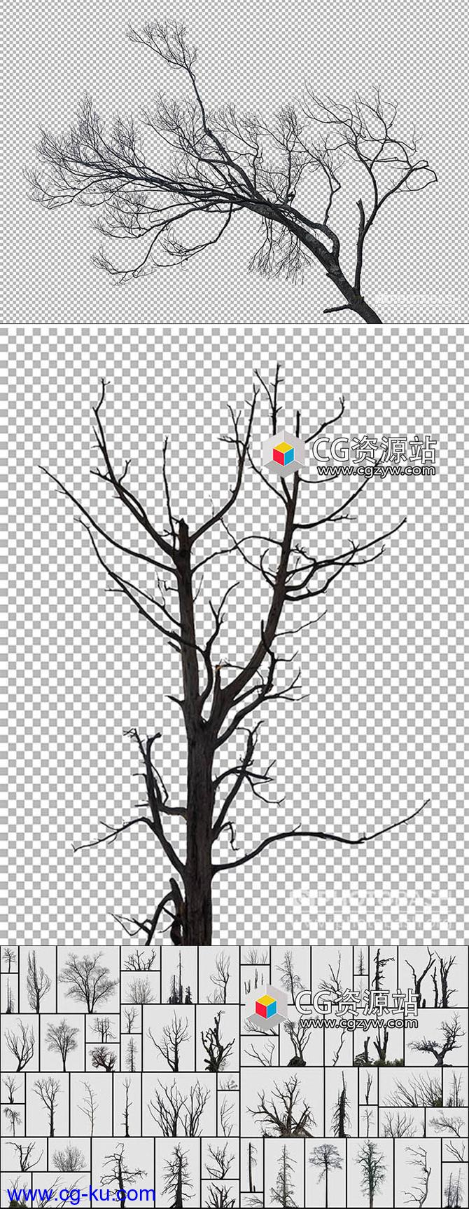 62个枯树树梢树枝PNG格式高清图片合集的图片1