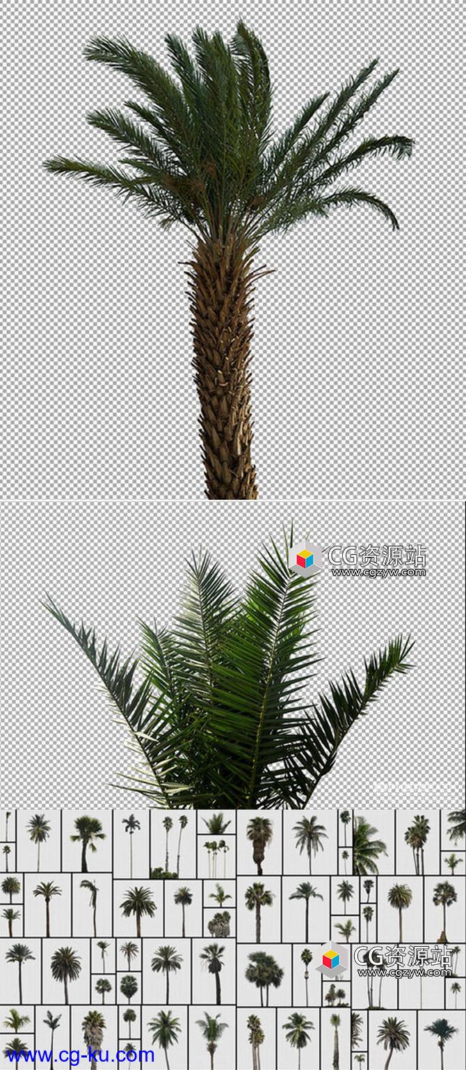 63组棕榈树PNG格式高清图片合集的图片1