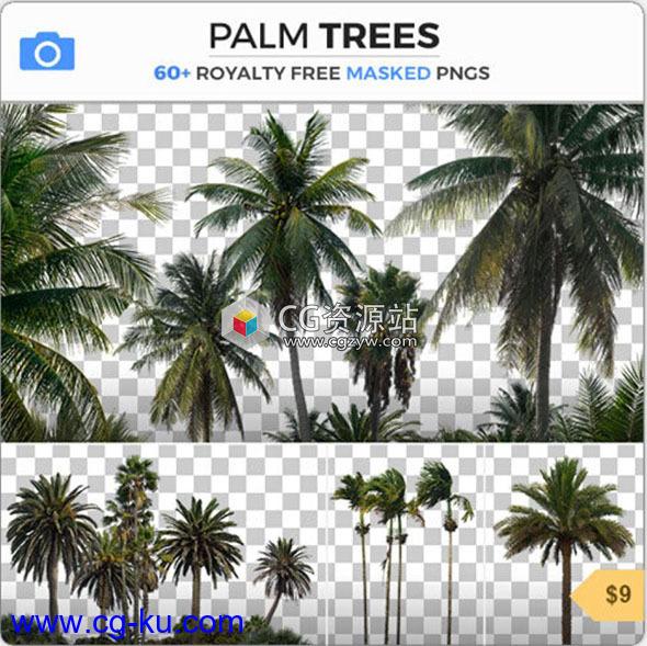 63组棕榈树PNG格式高清图片合集的图片2