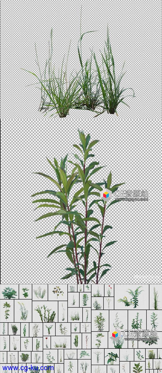 77组植物杂草PNG格式高清图片合集的图片2