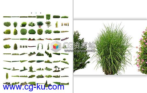 320组植物草花园元素灌木丛PNG格式高清图片V1-V4的图片1