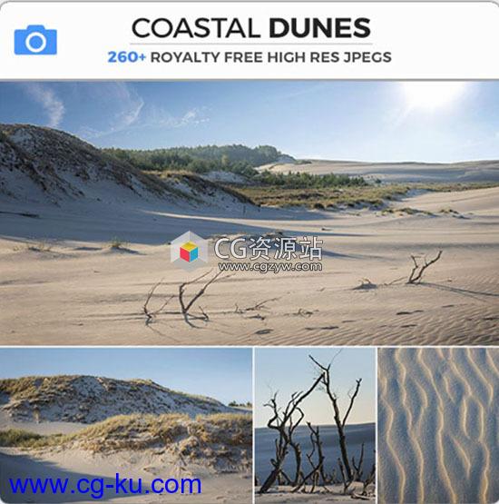 308组干旱沿海环境荒凉沙丘灌木丛枯枝高清图片的图片1