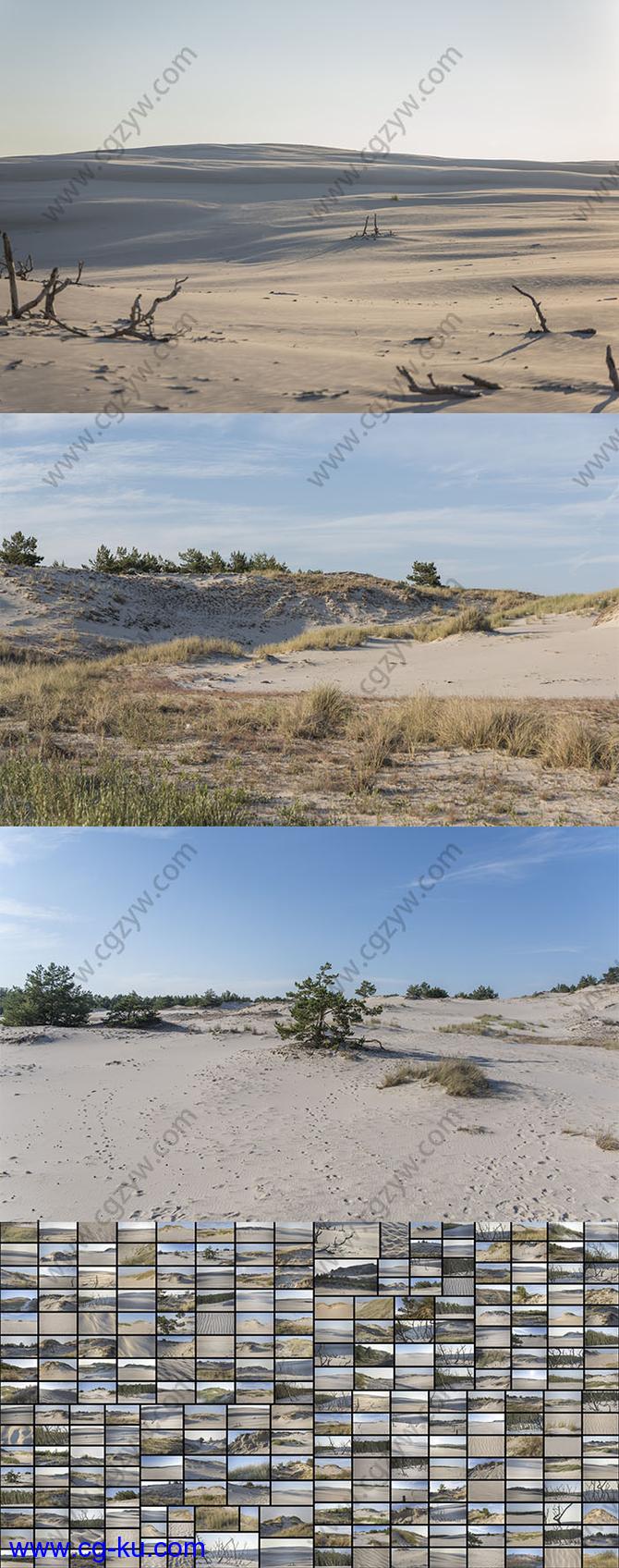 308组干旱沿海环境荒凉沙丘灌木丛枯枝高清图片的图片2