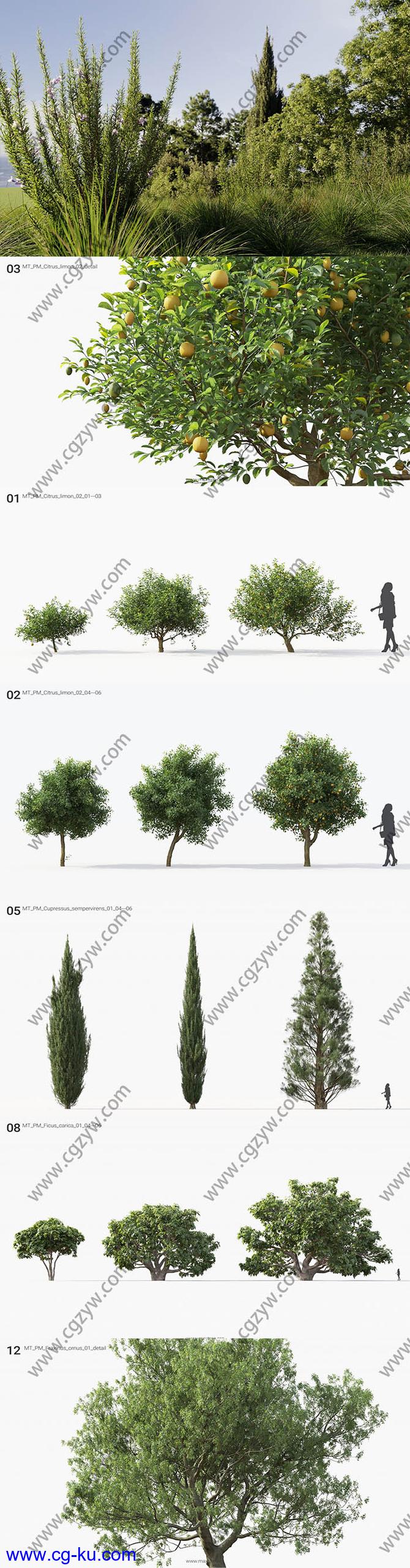 60组高质量植物树木草木3D模型合集的图片1