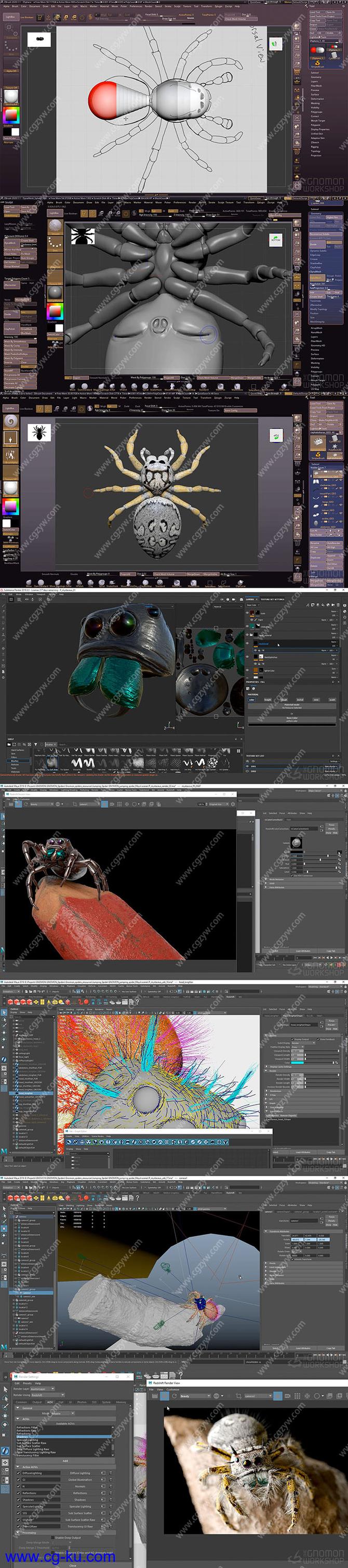 ZBrush/Maya真实蜘蛛建模材质渲染制作流程视频教程的图片2