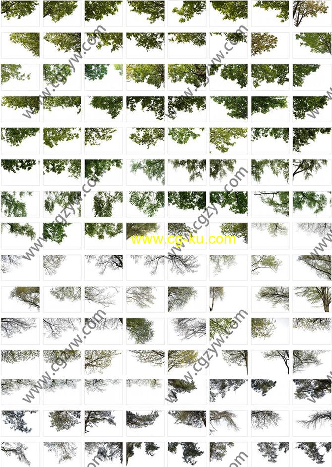 630张5K春季夏季针叶树角树秋树PNG高清图片1-5的图片2