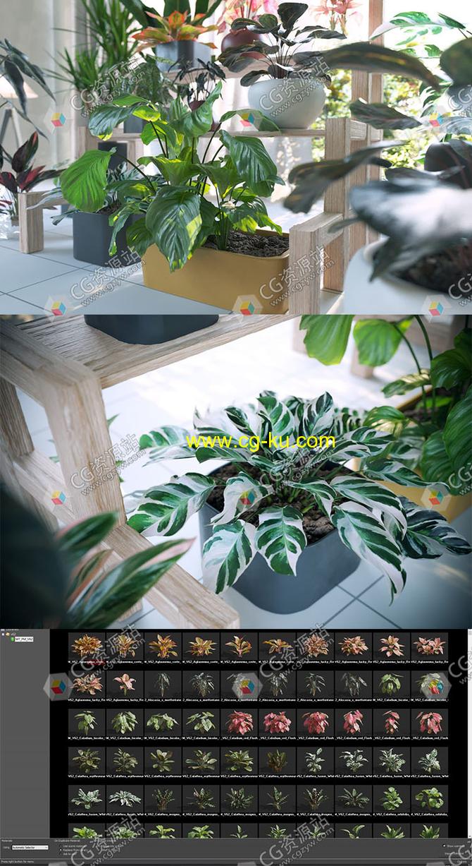 72种单模高质量盆栽花卉植物3D模型的图片2