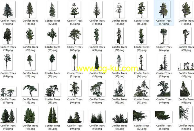 63组针叶树PNG格式高清图片素材的图片2