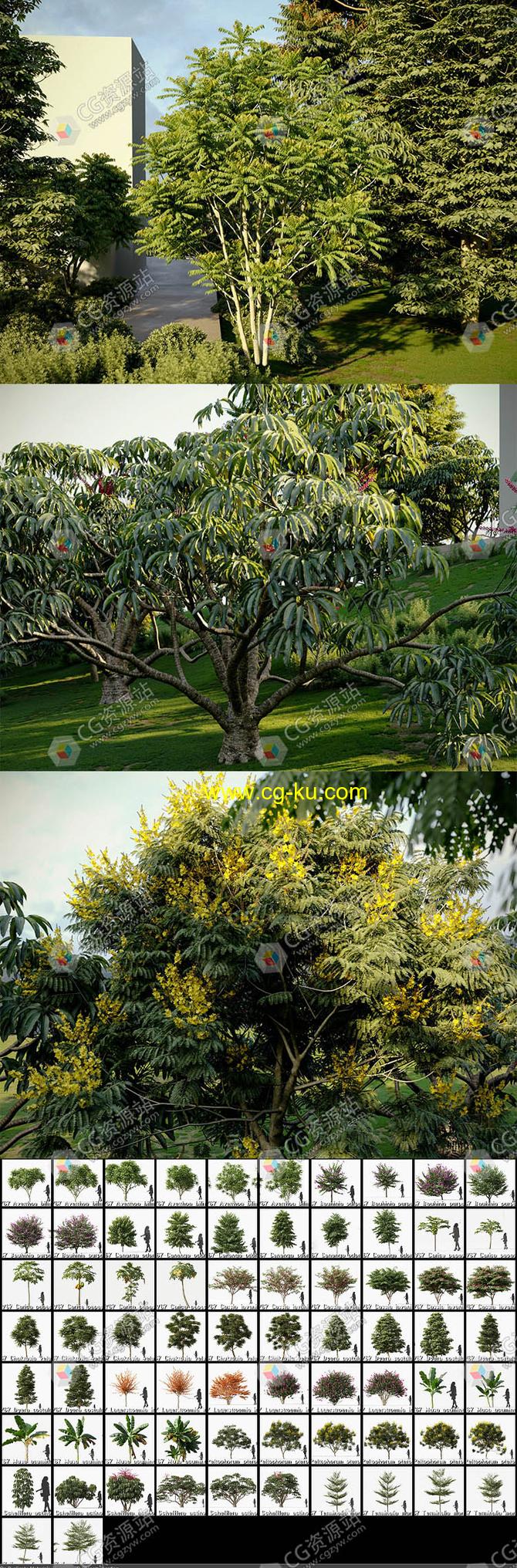 72种高质量单模3D树木模型集合的图片2