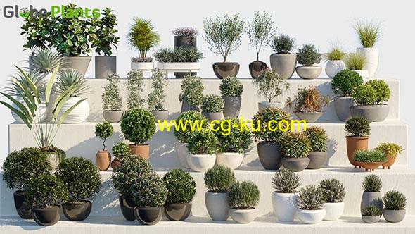 20组逼真装饰观赏盆栽植物3D模型合集的图片1