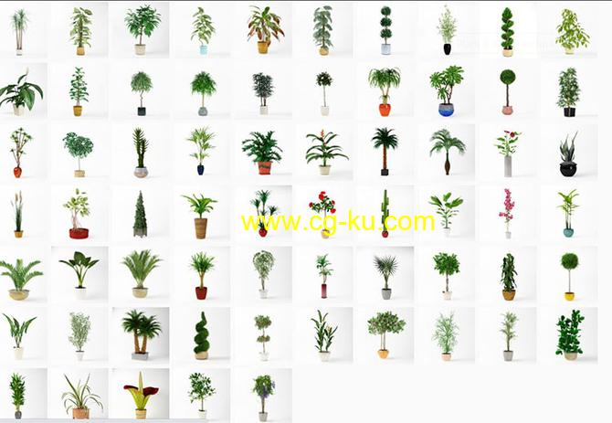 65种室内盆栽植物3D模型 Archmodels vol. 75的图片1
