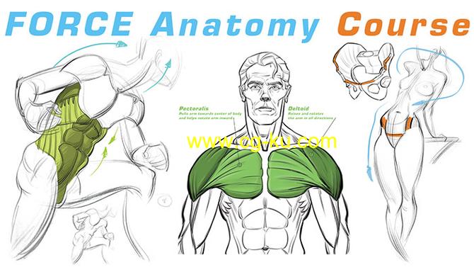 力动态表现绘画系列-FORCE-基础知识/表格/力的形状/人体解剖学的图片4