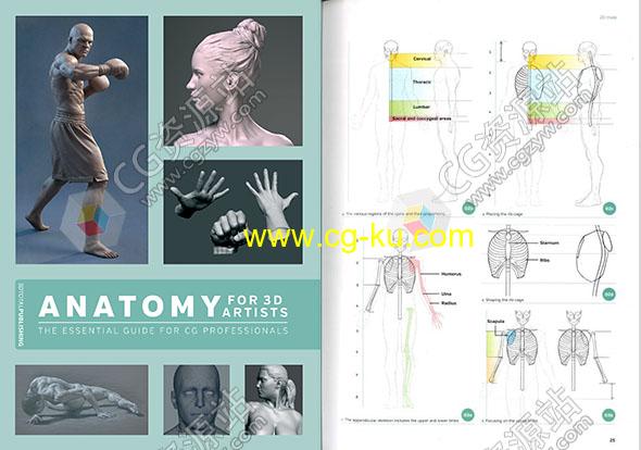 3D艺术家人体解剖学男性女性雕刻指南PDF的图片1