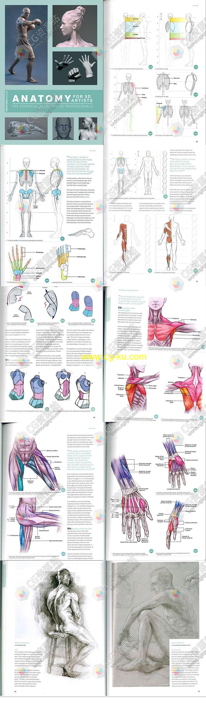 3D艺术家人体解剖学男性女性雕刻指南PDF的图片2