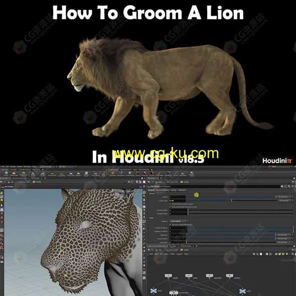 Houdini逼真狮子皮毛毛发制作视频教程的图片1