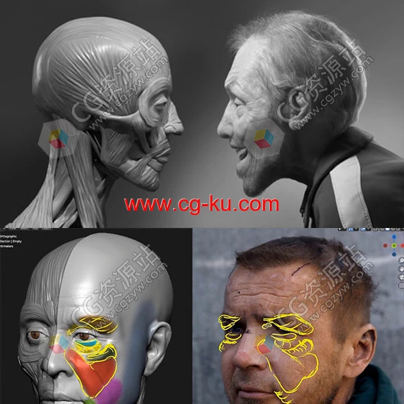 Blender逼真人物肖像骨骼肌肉解剖学制作视频教程+中英文字幕的图片1