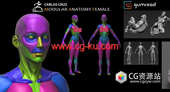 ZBrush女性雕刻解剖学人体肌肉结构模型预设+视频教程的图片1