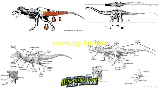 《动物生物解剖绘画教程》Visualarium Advanced Creature Anatomy的图片2