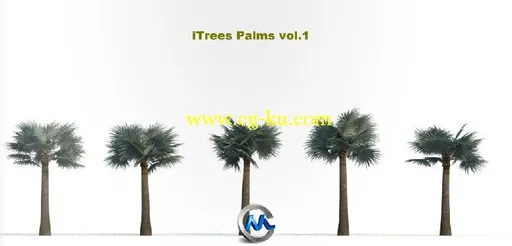 《棕榈树3D模型合辑》R&D Group iTrees Palms vol.1的图片2