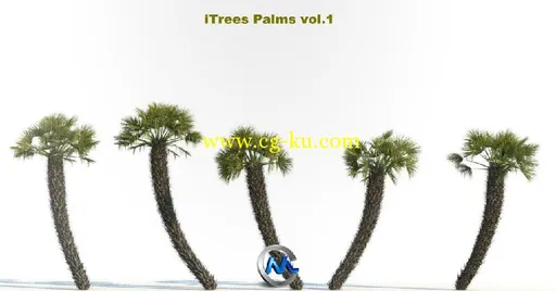 《棕榈树3D模型合辑》R&D Group iTrees Palms vol.1的图片3