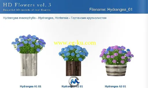 《盆栽植物花3D模型合辑》3dMentor HD Flowers 3的图片1