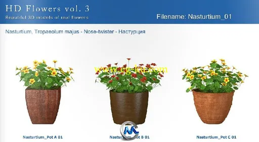 《盆栽植物花3D模型合辑》3dMentor HD Flowers 3的图片3