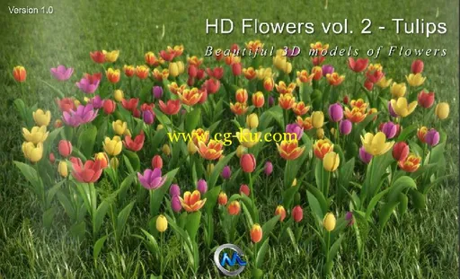 《郁金香花草3D模型合辑》3dMentor HD flowers vol.2 Tulips的图片1