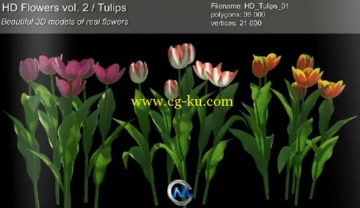 《郁金香花草3D模型合辑》3dMentor HD flowers vol.2 Tulips的图片3