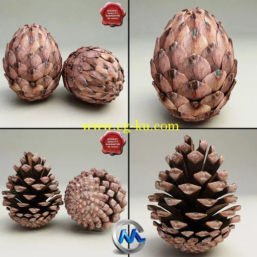 《松塔冷杉果3D模型合辑》Turbosquid Fir Cones Collection的图片1