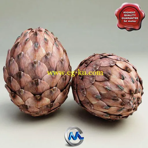 《松塔冷杉果3D模型合辑》Turbosquid Fir Cones Collection的图片2