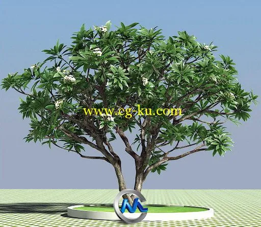 热带树木3D模型 Turbosquid Plumeria Frangipani Lelavadee Tree的图片2