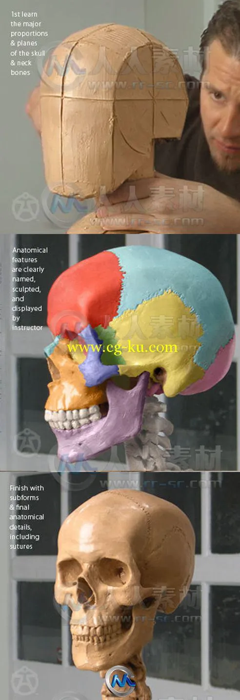 角色头部骨骼剖析指导视频教程的图片2