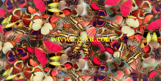 蝴蝶飞舞Logo演绎动画AE模板 Videohive Elegant Butterflies 6747563 Project for ...的图片1