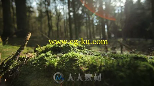 阳光森林下的苔藓高清实拍视频素材 Videohive Forest 4221187 Stock Footage的图片1