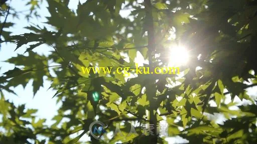 树间阳光高清实拍视频素材 Videohive Leaf In The Sun 8232259 Stock Footage的图片1